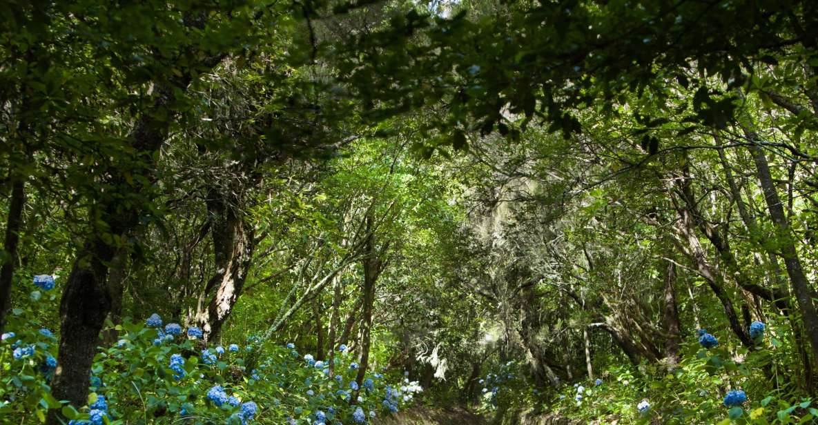 Madeira: Full-Day Laurel Forest Guided Walking Tour - The laurel forest levada trail: thatched house, emerald mood, and historical walking