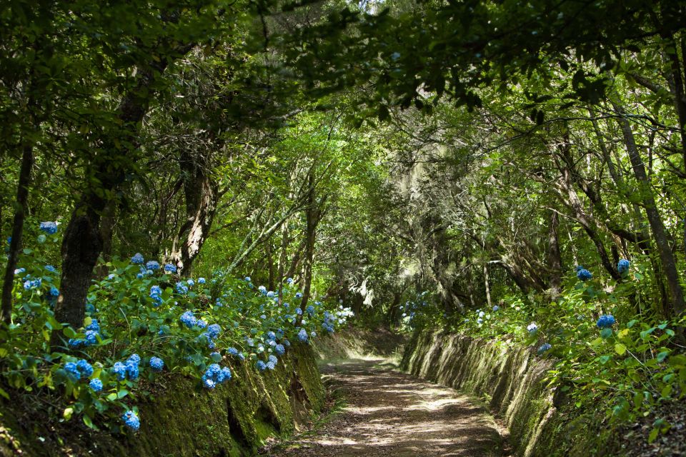 Madeira: Full-Day Laurel Forest Guided Walking Tour - Tunnels, caves, and narrow passages: what to pack for safe fun