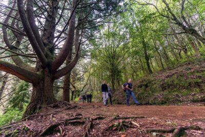 Madeira: Full-Day Laurel Forest Guided Walking Tour - Walking time breakdown: two stretches, one waterfall break