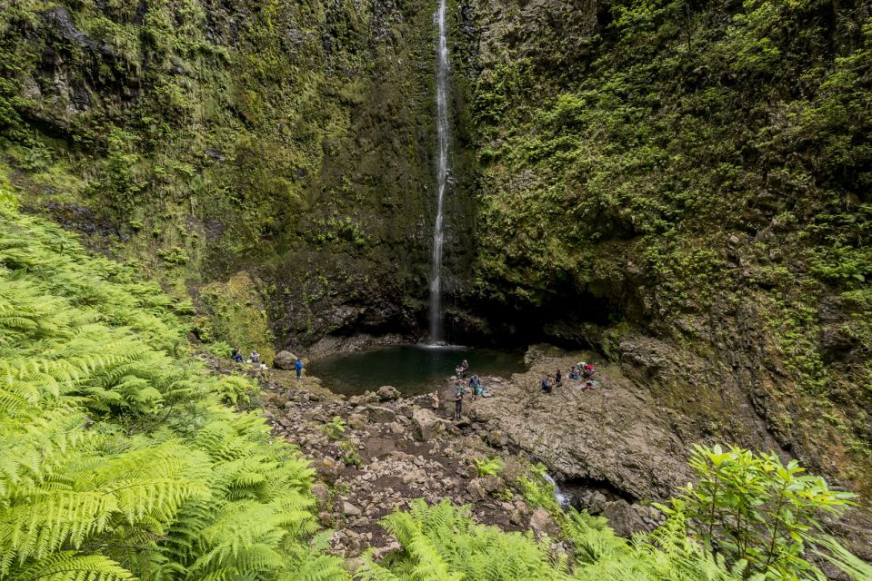Madeira: Full-Day Laurel Forest Guided Walking Tour - Who this tour is perfect for (and who should think twice)