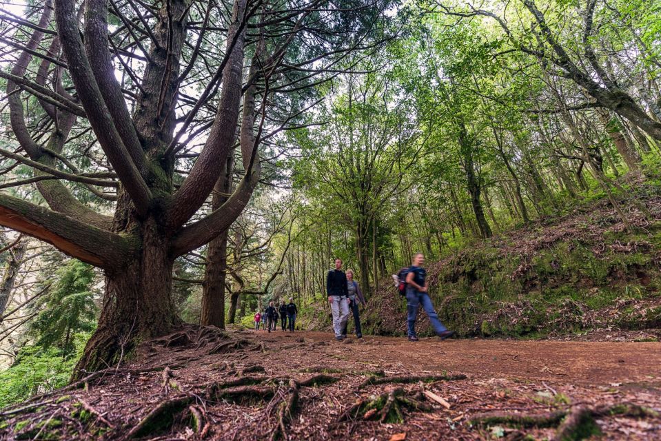Madeira: Full-Day Laurel Forest Guided Walking Tour - Walking time breakdown: two stretches, one waterfall break