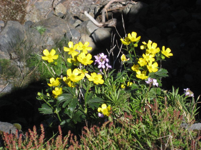 Madeira: Full-Day Pico Ruivo / Achada do Teixeira Walk - Oldest heather forest on the island: why this walk feels different