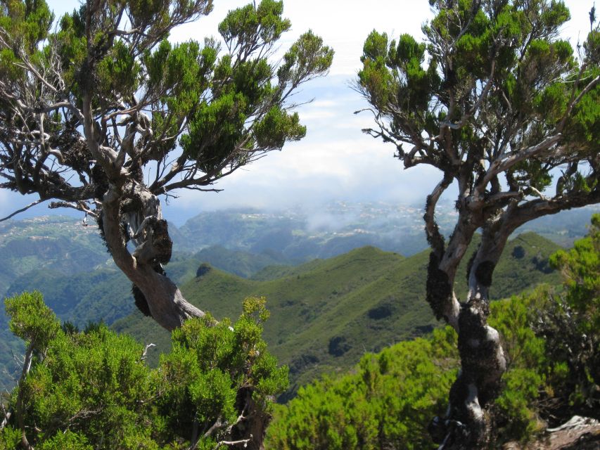 Madeira: Full-Day Pico Ruivo / Achada do Teixeira Walk - What you’ll get with the tour: guide, ponchos, sticks