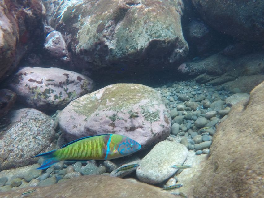 Madeira: Garajau Nature Reserve Kayak and Snorkel Tour - Snorkel spots in crystal-clear water (plus the jump option)