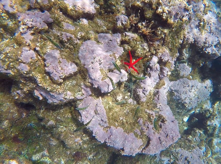 Madeira: Garajau Nature Reserve Kayak and Snorkel Tour - Price and value: is $41 worth it?