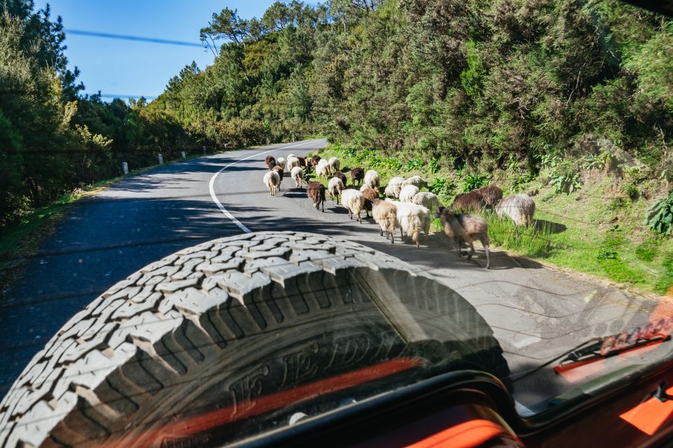 Madeira: Half-Day Pico Areeiro Jeep Tour - Photos, guides, and why the guide makes the difference