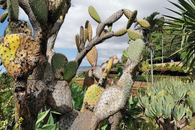 Madeira Highlights: Toboggan, Garden & Cable Car (All-Inclusive) - Value for $199: What You’re Paying For (and What You Don’t)