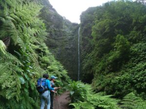 Madeira Island: Caldeirão Verde Levada Walk - Entering the Laurissilva: why this walk is more than a pretty stroll
