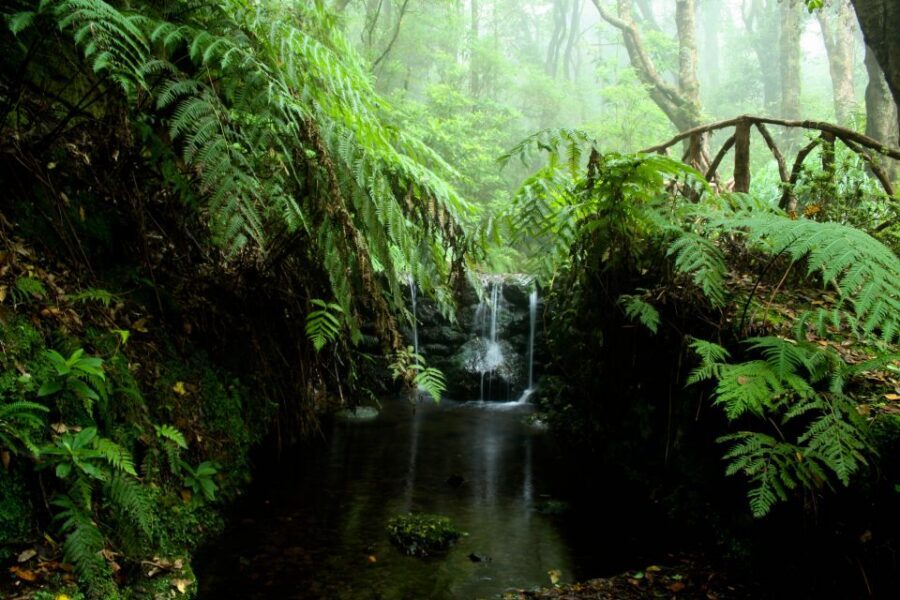 Madeira Island: Caldeirão Verde Levada Walk - What you get with the price—and where the extra costs show up