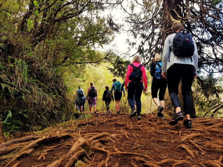 Madeira Island: Caldeirão Verde Levada Walk - Who this tour suits best (and who should think twice)