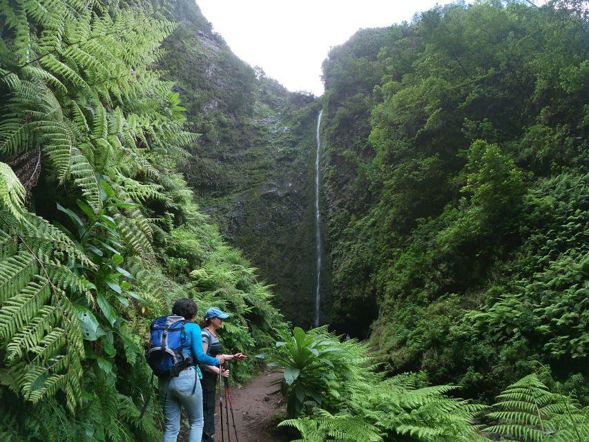 Madeira Island: Caldeirão Verde Levada Walk - Entering the Laurissilva: why this walk is more than a pretty stroll