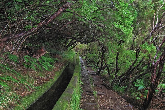 Madeira Levada Walk - Rabacal Lakes and Fountains - The levada through Laurisilva: the part that makes the whole walk worth it