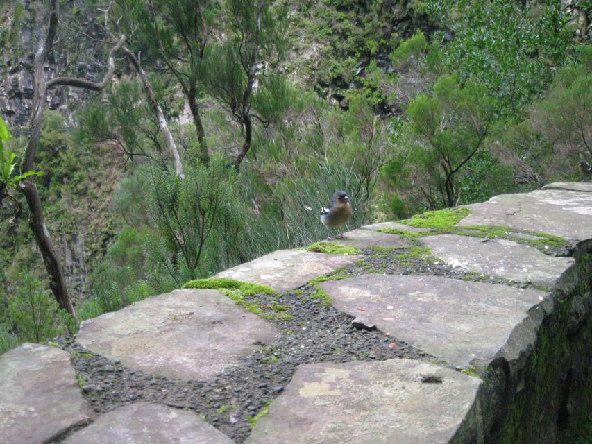 Madeira: Mountain Walk with Lagoon and Waterfalls - Crowds at the lagoon: how to handle it without ruining your mood