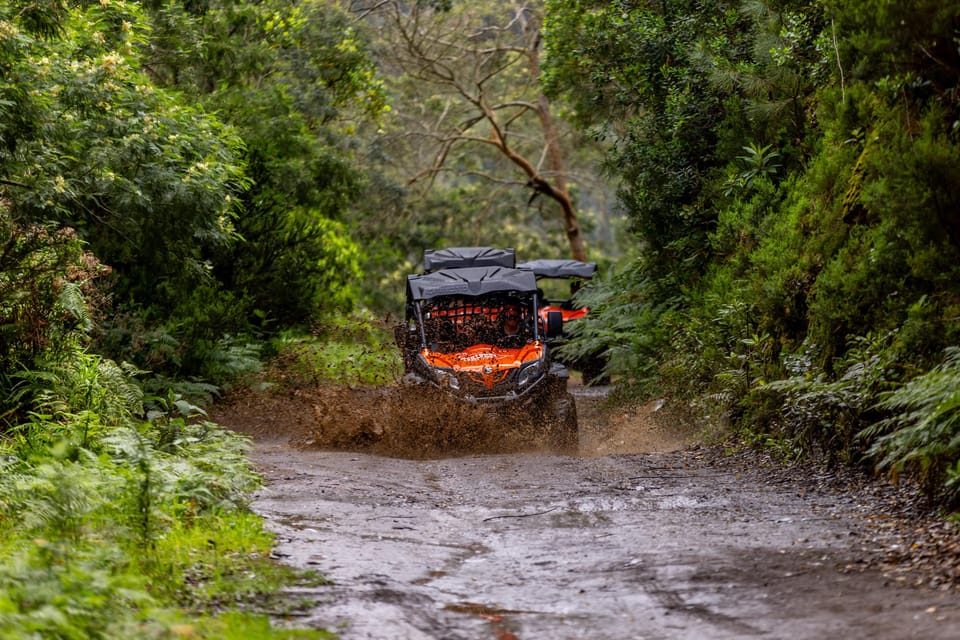 Madeira: Off-Road Buggy Adventure Through Laurissilva Forest - Driving the Buggy: What You Control (and What You Should Watch)