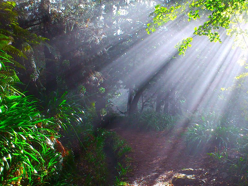 Madeira: Paradise Valley Levada Walk - Paradise Valley on Madeira: why this levada feels special