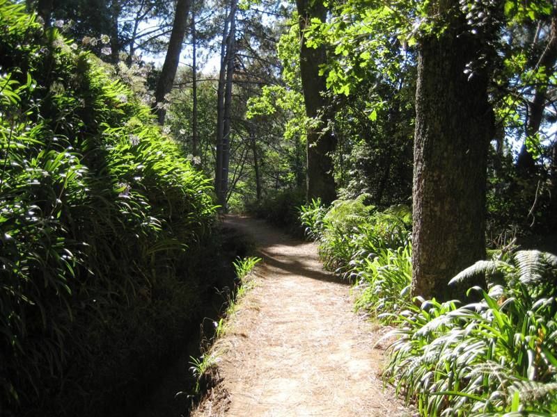 Madeira: Paradise Valley Levada Walk - Hidden forest, flora, and the quiet that’s actually the point