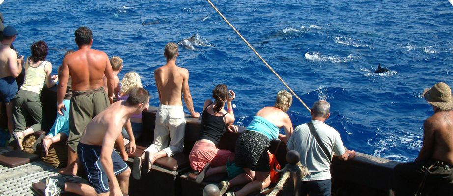 Madeira Pirate Ship: 3-Hour Boat Trip - The 3-hour plan: sail, scan the sea, then anchor near Cabo Girão