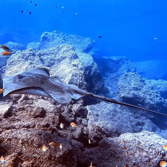 Madeira, Ponta São Lourenço: Scuba Diving for Beginners - Marine life you can realistically spot around Ponta de São Lourenço
