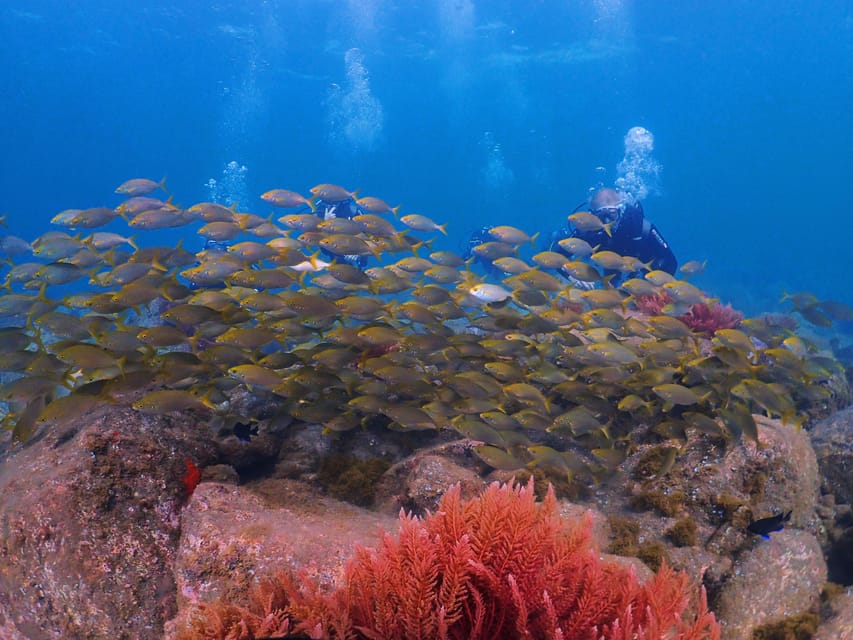 Madeira, Ponta São Lourenço: Scuba Diving for Beginners - Instructors and the small-group advantage (up to 8)