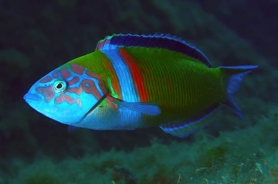 Madeira, Ponta São Lourenço: Scuba Diving for Beginners - Depth, timing, and the all-important aftercare rule