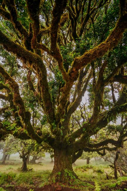Madeira: PR 18 - Levada do Rei Hike Transfer with Host - PR18 Levada do Rei: why this hike feels so Madeira