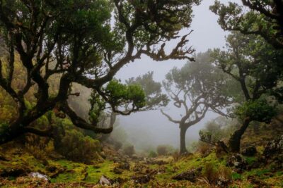 Madeira: PR 18 - Levada do Rei Hike Transfer with Host - The Quebradas Water Treatment Plant start: quick setup, then go
