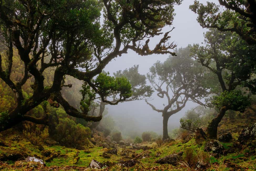 Madeira: PR 18 - Levada do Rei Hike Transfer with Host - The Quebradas Water Treatment Plant start: quick setup, then go