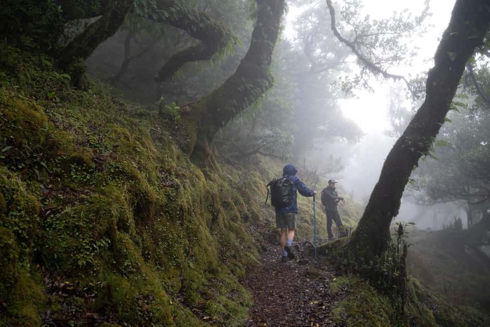 Madeira: PR 9 - Levada do Caldeirão Verde Hike Transfer - Pico das Pedras to Trailhead: the Warmup Walk Through Santana