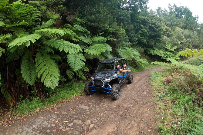 Madeira Private Buggy Adventure: Forest and Mountains - Laurissilva Forest: The First Taste of Madeira’s Wild Green