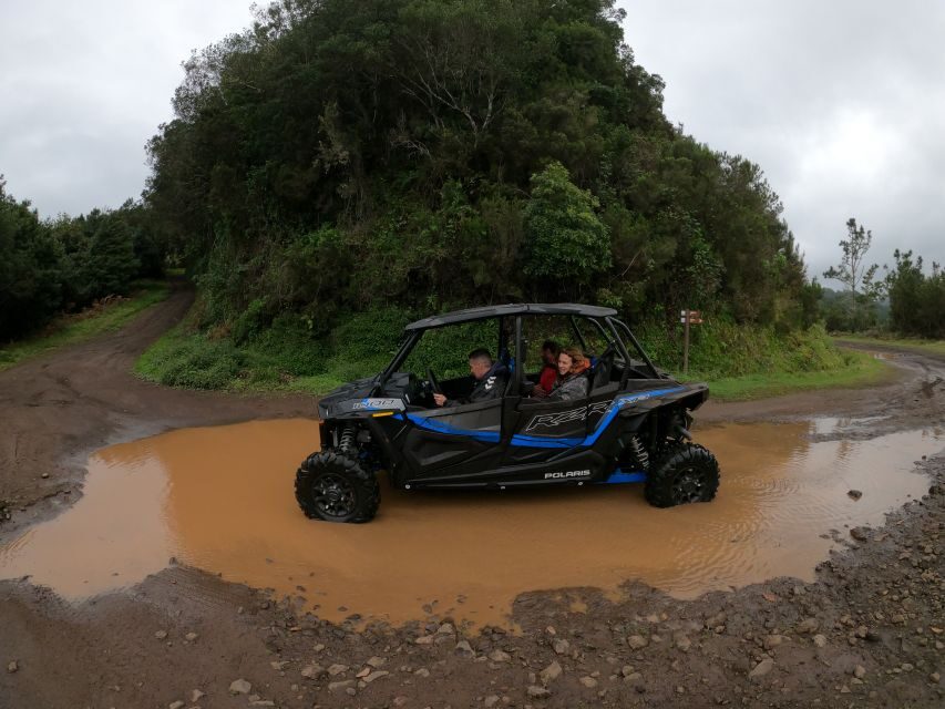 Madeira Private Buggy Adventure: Mountains and Forests - Laurissilva Forest trail: endemic plants, bird song, and that Madeira green