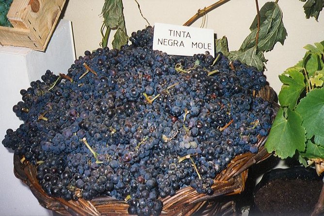 Madeira: Private Half-Day Wine Tasting Tour - Price and value: who this $192.77-per-group tour makes sense for