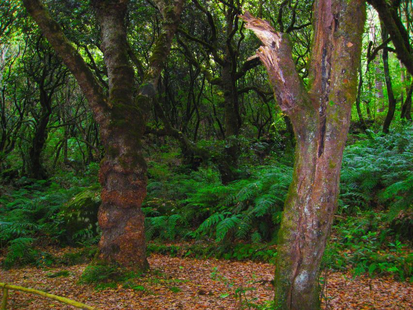 Madeira: Queimadas, Caldeirão Verde and Levada Walk - Gear That Actually Helps: Wet Feet, Cold Air, and Packed Food