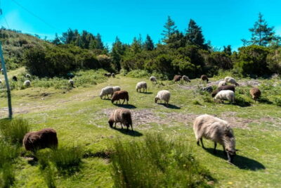 Madeira: Santana Jeep Safari and Referta Levada Walk - Faial Jeep safari: off-road time that stays fun and controlled