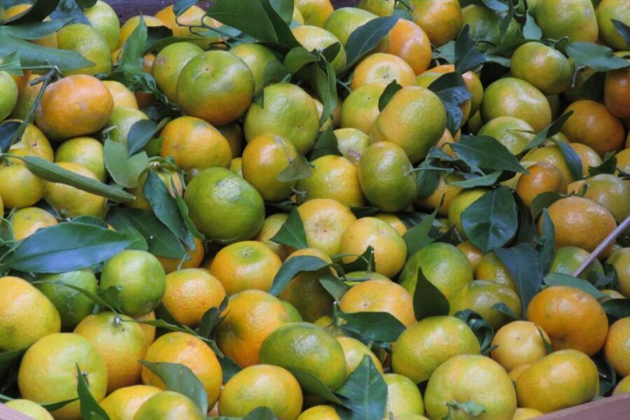 Madeira : Santo de Serra Local Farmers' Market half day trip - Why this tour is worth a look (key points)