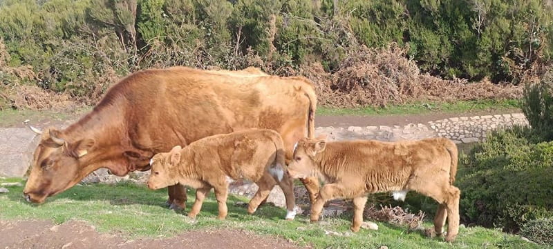 Madeira West Island Full-Day Tour with Fanal Forest - Key highlights you’ll actually care about