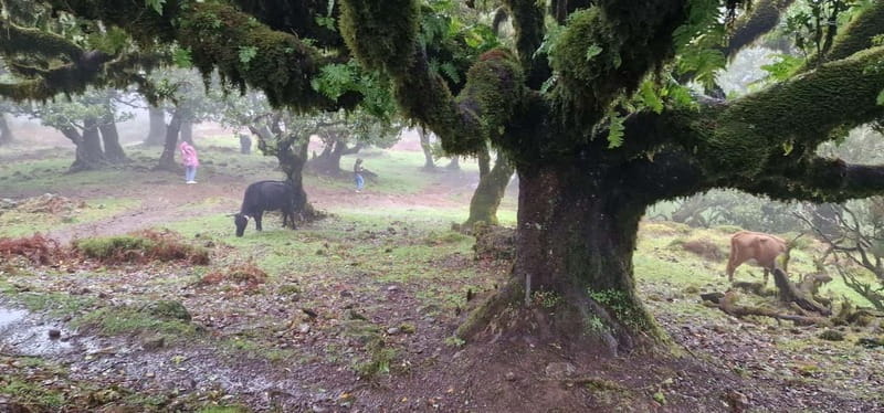 Madeira West Island Full-Day Tour with Fanal Forest - Paul da Serra plateau and the Fanal laurel forest walk
