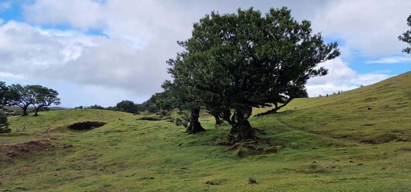 Madeira West Island Full-Day Tour with Fanal Forest - How the included lunch changes the day (in a good way)