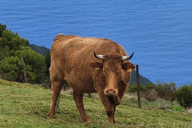 Madeira West side: Cabo Girão, Seixal & more – Full Day Tour - Levada do Paul da Serra and poncha: a tasty altitude pause