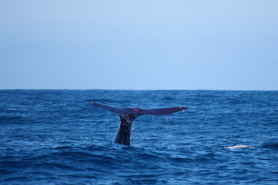 Madeira: Whale and Dolphin Watching Private Cruise - Key points worth knowing