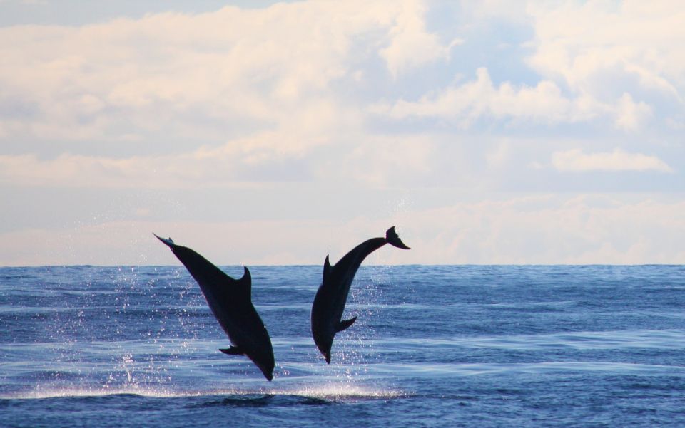 Madeira: Whale and Dolphin Watching Private Cruise - The Non-Invasive Watching Routine: What You’ll Be Doing Out There