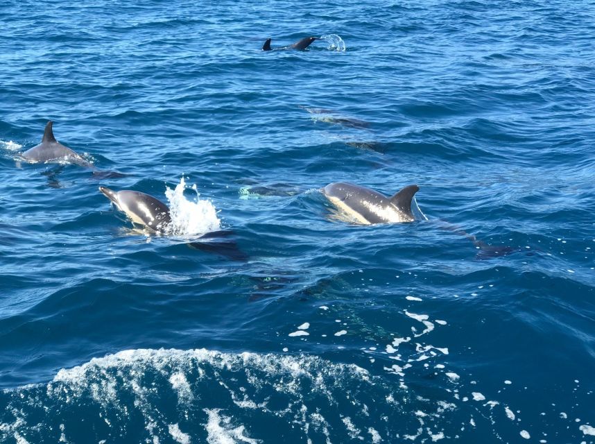 Madeira: Whale and Dolphin Watching Private Cruise - Calheta Sea Time: Swimming and Snorkeling with Gear and Towels