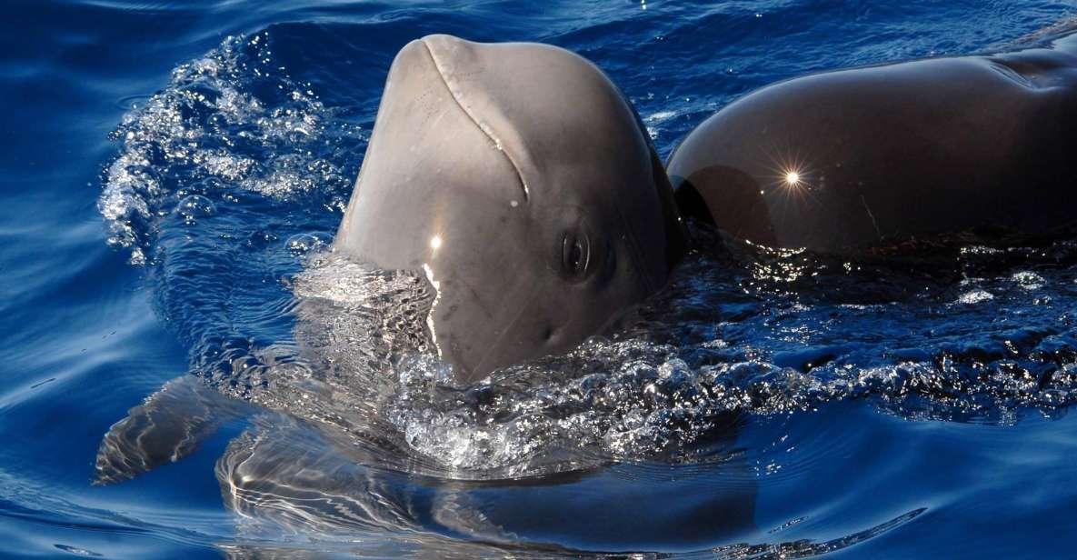 Madeira: Whale and Dolphin Watching Tour - Key things you’ll notice on the water