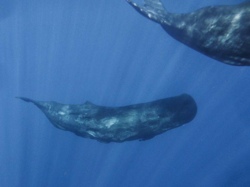 Madeira: Whale and Dolphin Watching Tour - Languages you can count on (and one thing to watch)