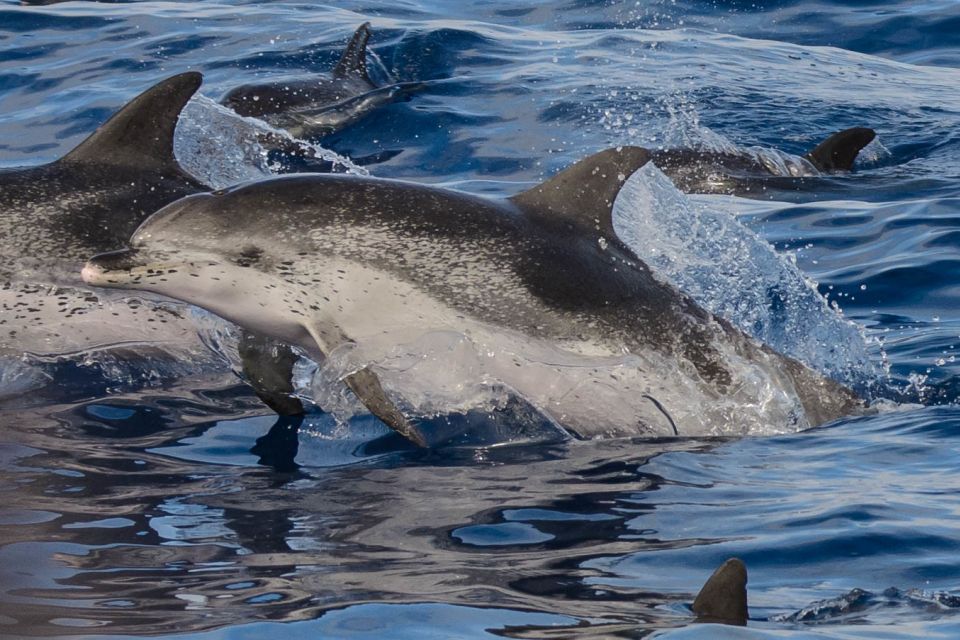 Madeira: Whale and Dolphin Watching Tour - Group size and motion: comfort on a 30-person speedboat
