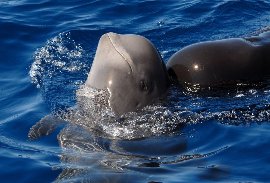 Madeira: Whale and Dolphin Watching Tour - The Quinta do Lorde safety briefing you’ll actually appreciate