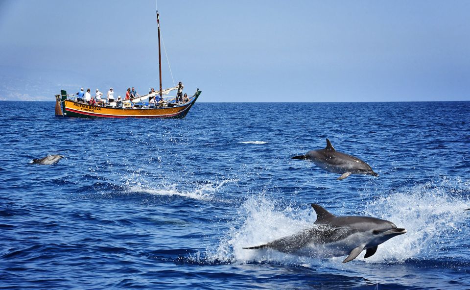 Madeira: Whale Watching Excursion in a Traditional Vessel - A Clear 2.5-Hour Plan With Real Time on the Water