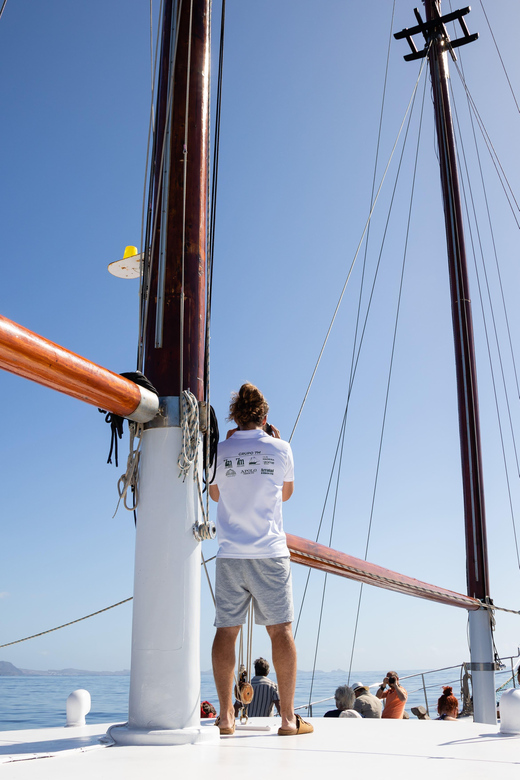 Madeira : Whales and Dolphins wooden boat excursion - Key things I’d note before you go