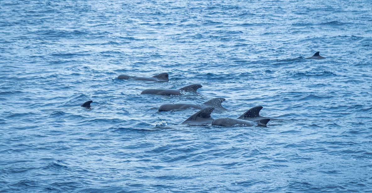 Madeira : Whales and Dolphins wooden boat excursion - Wooden-boat whale and dolphin watching from Funchal