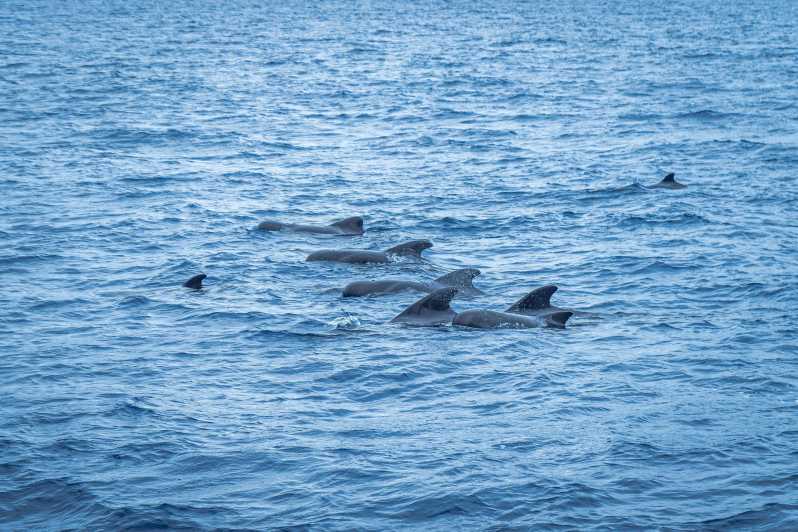 Madeira : Whales and Dolphins wooden boat excursion - Getting to the pier: your fastest path to the boat