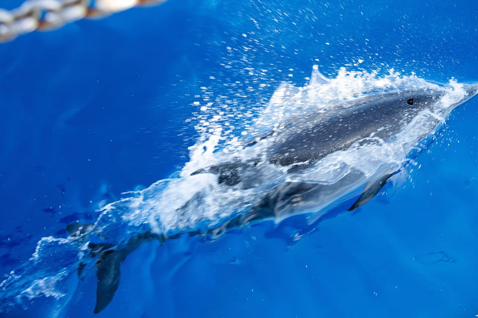 Madeira : Whales and Dolphins wooden boat excursion - The on-water search: how you actually spot wildlife